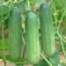 Cucumber - Image 2